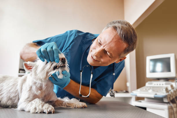 Best Emergency Denture Repair in Avon By The Sea, NJ